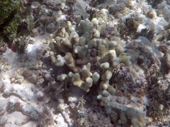 Clubtip Finger Coral